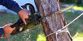 Best Emergency Tree Removal  in Old Miakka, FL