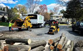 Professional Tree Removal in Old Miakka, FL