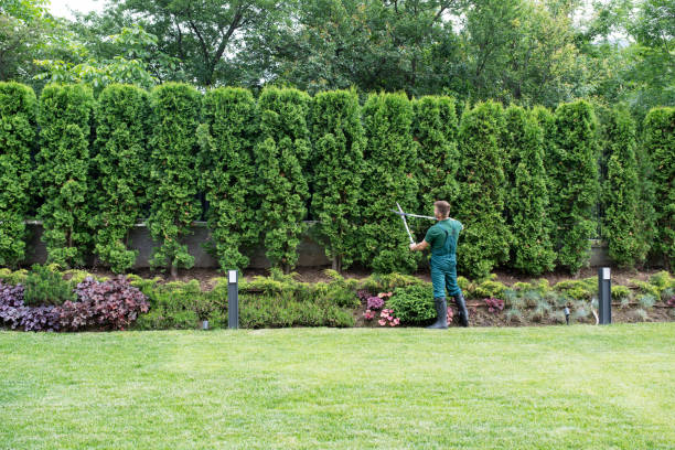 Best Tree Health Inspection  in Old Miakka, FL