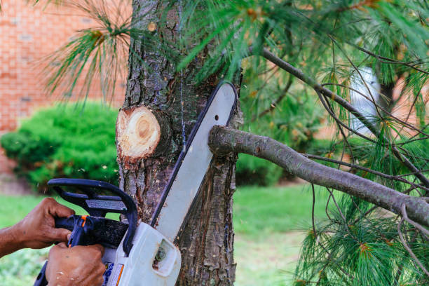 Best Leaf Removal  in Old Miakka, FL